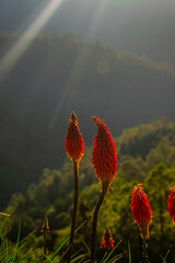 flor con sol brillando 