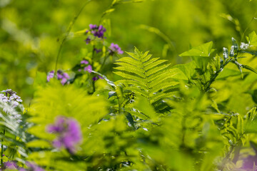 Wild Fern