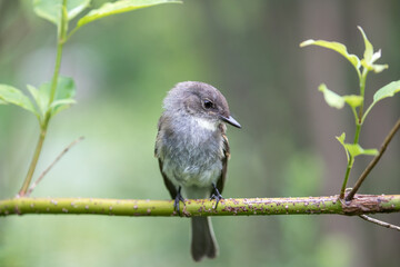 bird on a branch.. Eastern Phoebe