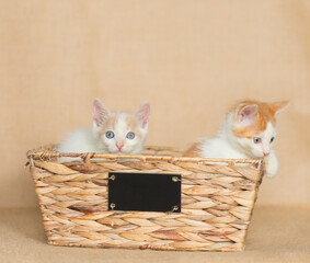 Two kittens sitting inside a tan basket, brown burlap background.