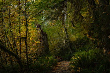 The multi colored world of the Rainforest