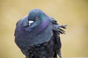 close up of a pigeon