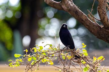 The Shiny Cowbird also Know as Chupim. All the beauty and the presence of the most typical black bird in Brazil. Species Molothrus bonariensis. Birdwatcher