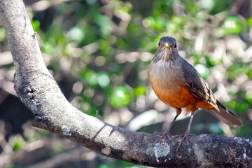 The Rufous-bellied Thrush also know as 