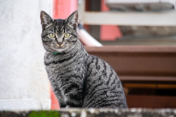 A beautiful gray female cat with yellow eyes on the wall of the house. Animal world. Pet lover. Animals defender. Cat lover.