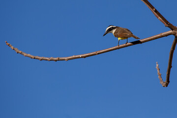 The Great Kiskadee