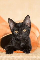 black kitten playing with orange ribbon, laying inside of a big circle made with the ribbon, brown background.