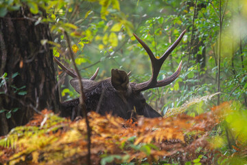 łoś schowany wśród krzewów © Piotr Szpakowski