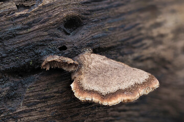 The Lentinellus castoreus s.l. is an inedible mushroom