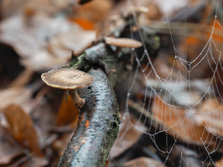 The Winter Polypore (Lentinus brumalis) is an inedible mushroom