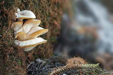 The Lentinus tigrinus is an edible / inedible mushroom