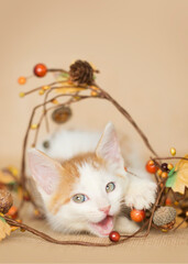 White and orange tabby kitten playing in fall leaves on  a brown, burlap background with acorn, berries, and stem. Celebrating Thanksgiving fall holidays.
