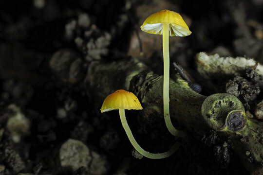 The Orange Bonnet (Mycena acicula) is an inedible mushroom