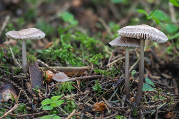 The Lilac Bonnet (Mycena pura) is a poisonous mushroom
