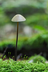 The Garlic Parachute (Mycetinis alliaceus) is an edible mushroom