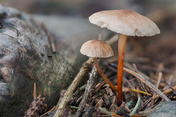 The Garlic Fungus (Mycetinis scorodonius) is an edible mushroom