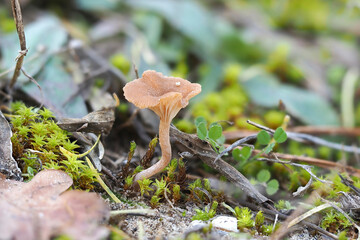 The Omphalina subhapatica is an inedible mushroom