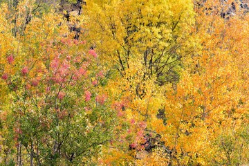 Fondo árboles con los colores de otoño