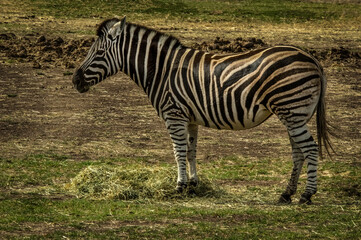 Fototapeta na wymiar Standing Zebra