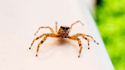 A tiny jumping spider found on stair rail outdoor