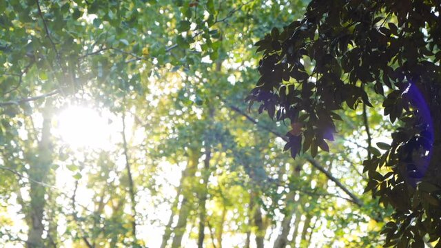 木漏れ日と木々と太陽の光