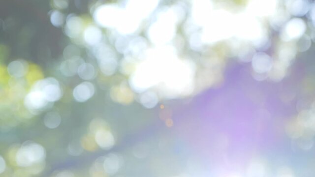 木漏れ日と木々と太陽の光