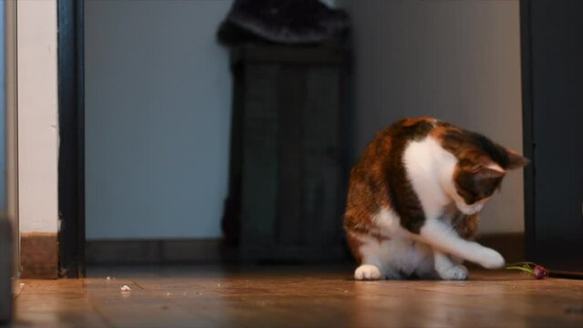 gato gata de tres colores mira fijo a c&aacute;mara y juega con un vegetal rabanito sobre piso de madera  en la imagen hay espacio para texto