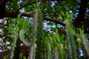 Fototapeta na wymiar Cactus en jardin