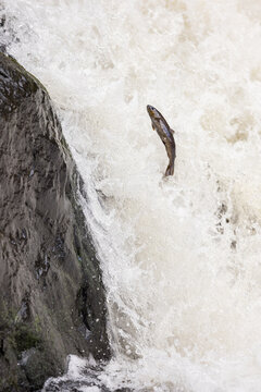 atlantic salmon, parr stage
