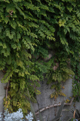 蔦のはう壁