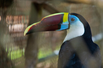Tukan in Suriname Tropischer Spechtvogel © Sandra