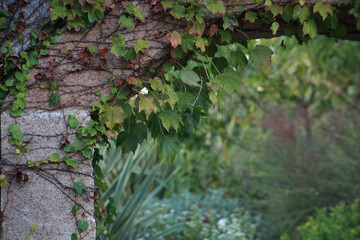 蔦のはう石のアーチ