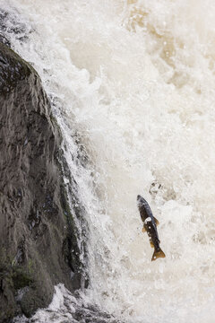 atlantic salmon, parr stage