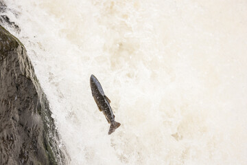 atlantic salmon, parr stage © jamie
