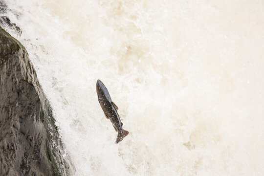 atlantic salmon, parr stage