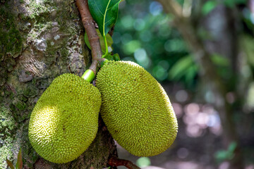 A big fruit on the tree stem. Jackfruit is a traditional fruit found in the florets of the Brazilian savannah also know as "jaca" . Brasilia, Cerrado. Gastronomy. Species Artocarpus heterophyllus. 