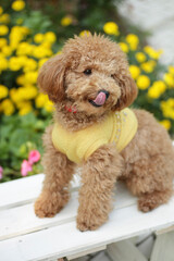 トイプードルとマリーゴールド