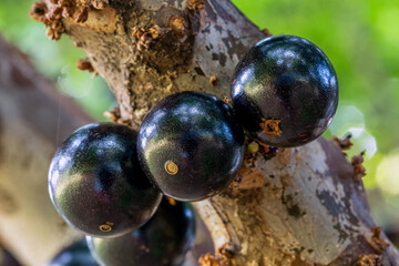 Three jabuticabas ready to be harvested. Jaboticaba is a typical Brazilian grape tree and its season is always in late spring and early summer. Exotic fruit. Species Plinia cauliflora