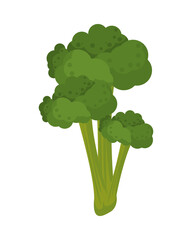 broccoli fresh vegetable nature icon