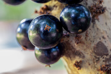  Jabuticaba in the tree ready to be harvested. Jaboticaba is a typical Brazilian grape tree and its season is always in late spring and early summer. Exotic fruit. Species Plinia cauliflora