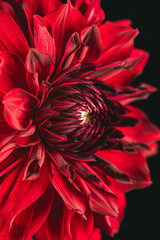 Profile view of red dinner plate dahlia