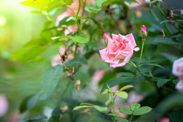 Roses in the garden