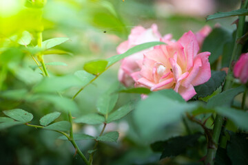 Roses in the garden