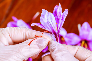 The process of separating the saffron threads from the rest of the flower.