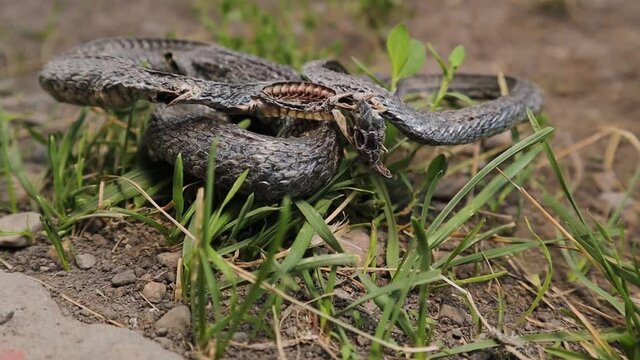 dead snake in the woods.
dead animal in the nature.
close of the snake.
water snake non venom.
closeup snake skeleton, death, animals, animal, reptile, reptiles, wild nature, wildlife, forest, garden 
