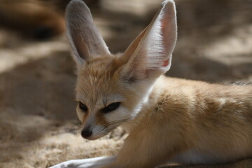 フェネックギツネ