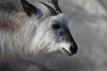 ニホンカモシカ