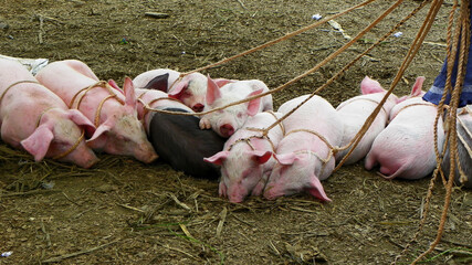 Ten little pigs on a leash at weekly Livestock Market in Cuenca city for sale. Ecuador, South America
