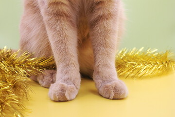 Part of a red cat close-up. Front paws of a sitting red cat close-up. The cat's paws and yellow...