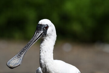 クロツラヘラサギ